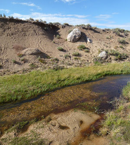 streamside vegetation golden trout