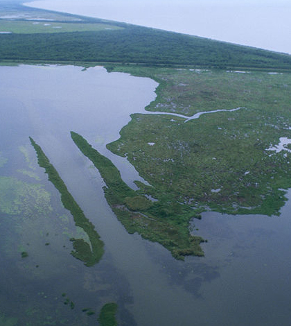 gulf coast wetlands