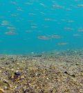 juvenile salmon chilko lake