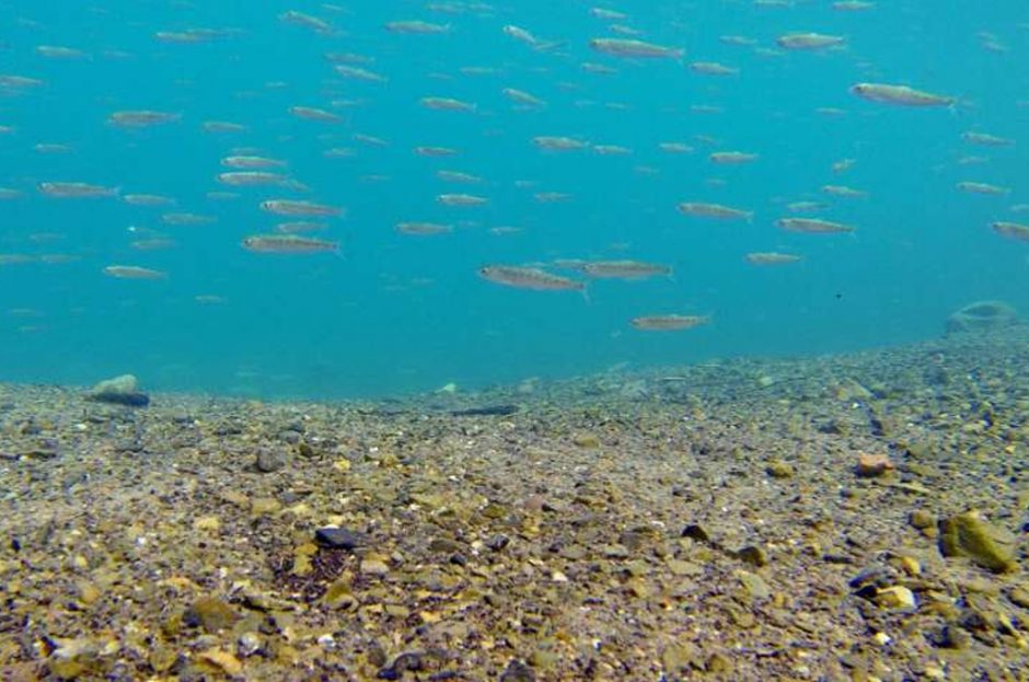 juvenile salmon chilko lake