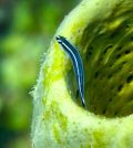 neon gobies