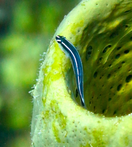 neon gobies