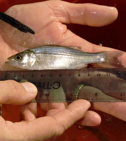 striped bass hudson river