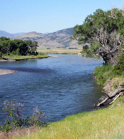 fish kill Yellowstone River