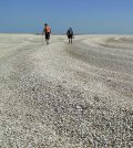 colorado river delta clams carbon