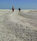 colorado river delta clams carbon