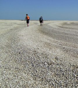 colorado river delta clams carbon