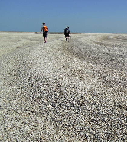 colorado river delta clams carbon