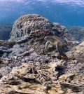 coral reef atmospheric carbon dioxide ocean acidification