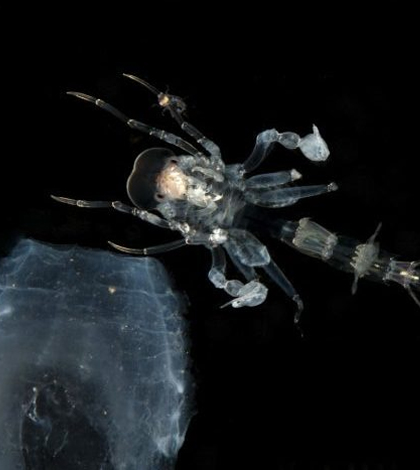 midwater crustaceans anti-reflective coating