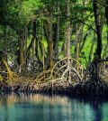 mangroves everglades national park