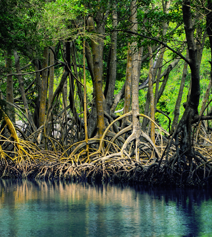 mangroves everglades national park