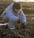 levels of microcystin shellfish san francisco bay