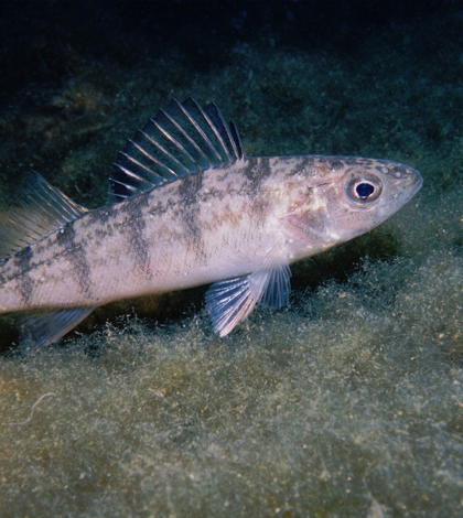 Lake Michigan yellow perch commercial fishing ban