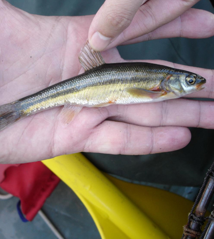 ontario lakes non-native bass