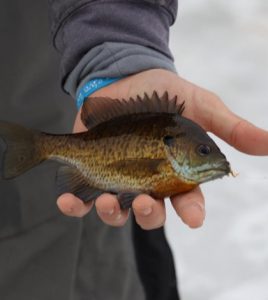 underwater fishing camera