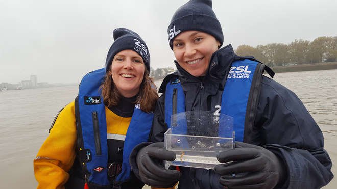 The researchers hold one of their specimens caught on the River Thames.