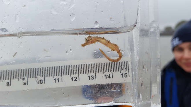 A short-snouted seahorse pulled from the River Thames.