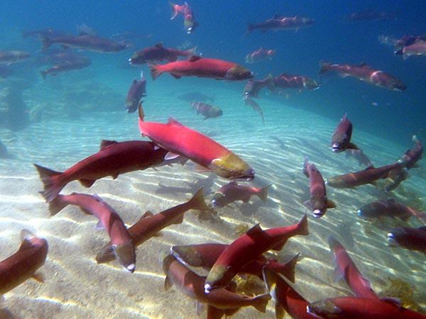 sockeye