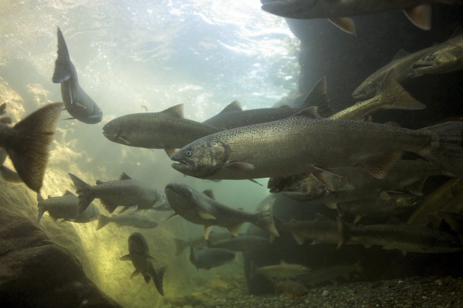 California Salmon