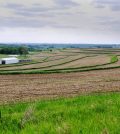 cover crop