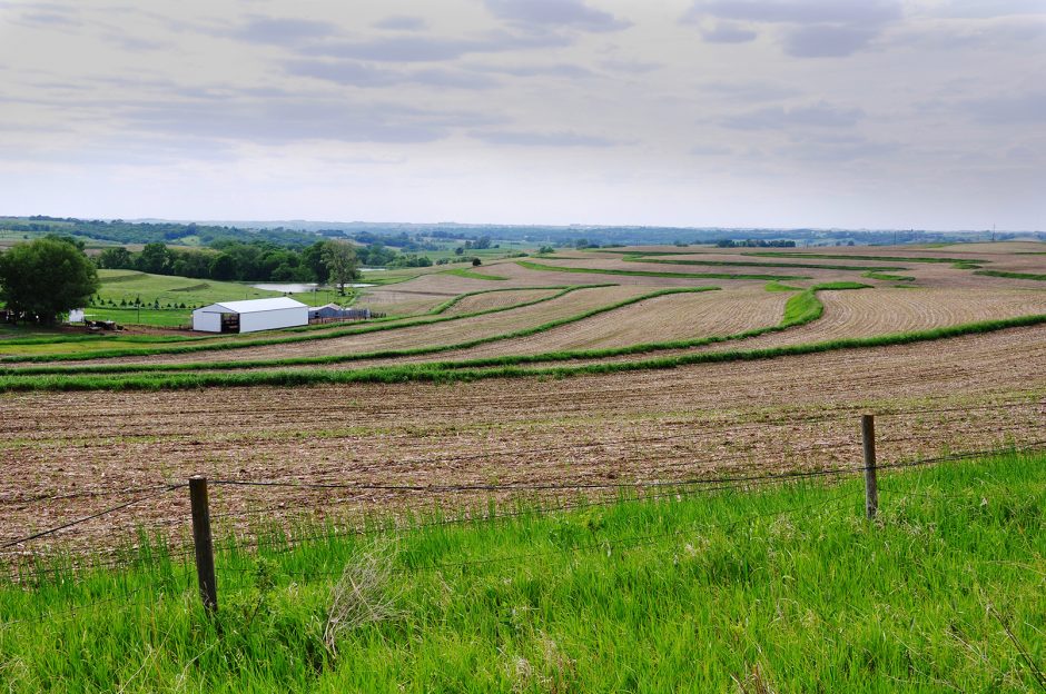 cover crop