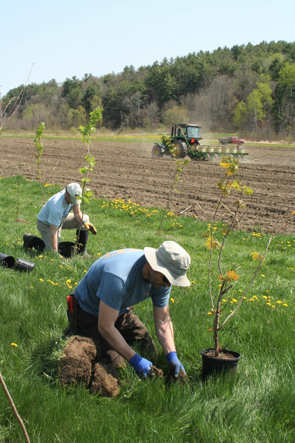 planting trees