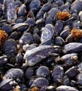 mussels