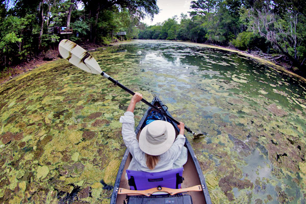 algal bloom