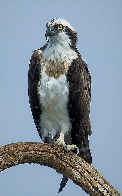 ospreys