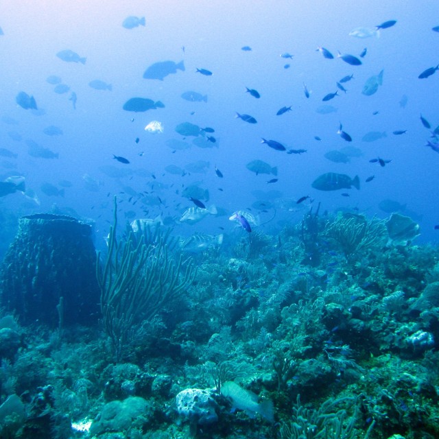 fish sound