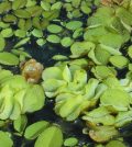 salvinia