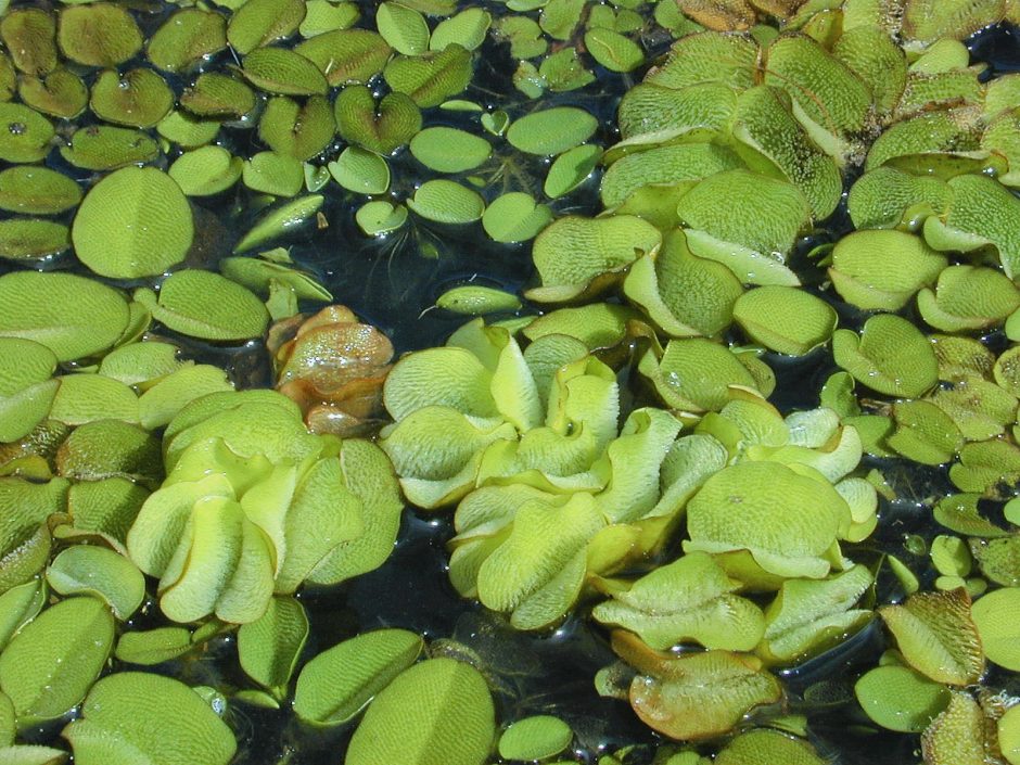 salvinia