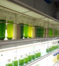 Treating Wastewater with Microalgae