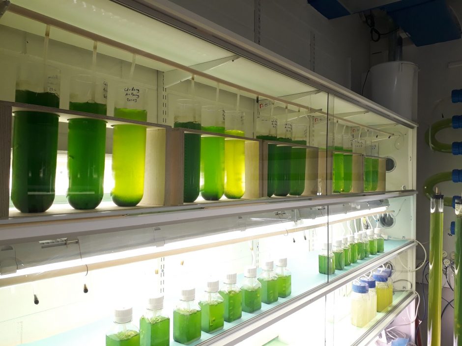 Treating Wastewater with Microalgae