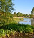 MAD Scientists Save Wetlands