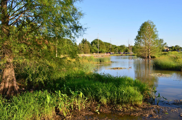 MAD Scientists Save Wetlands