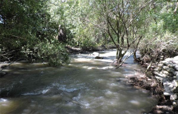 Coyote Creek Steelhead Trout