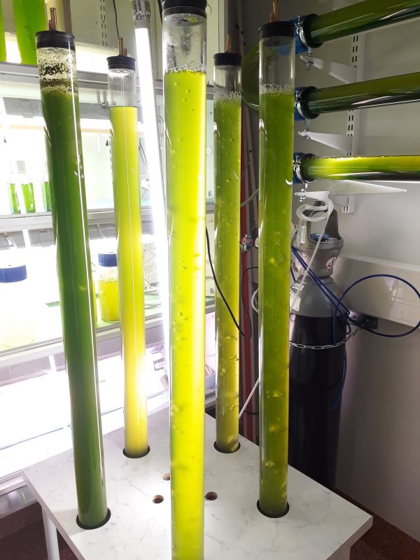 Treating Wastewater with Microalgae