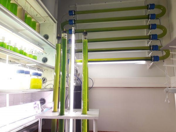 Treating Wastewater with Microalgae