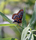 Beaver Creek’s Baltimore Checkerspots