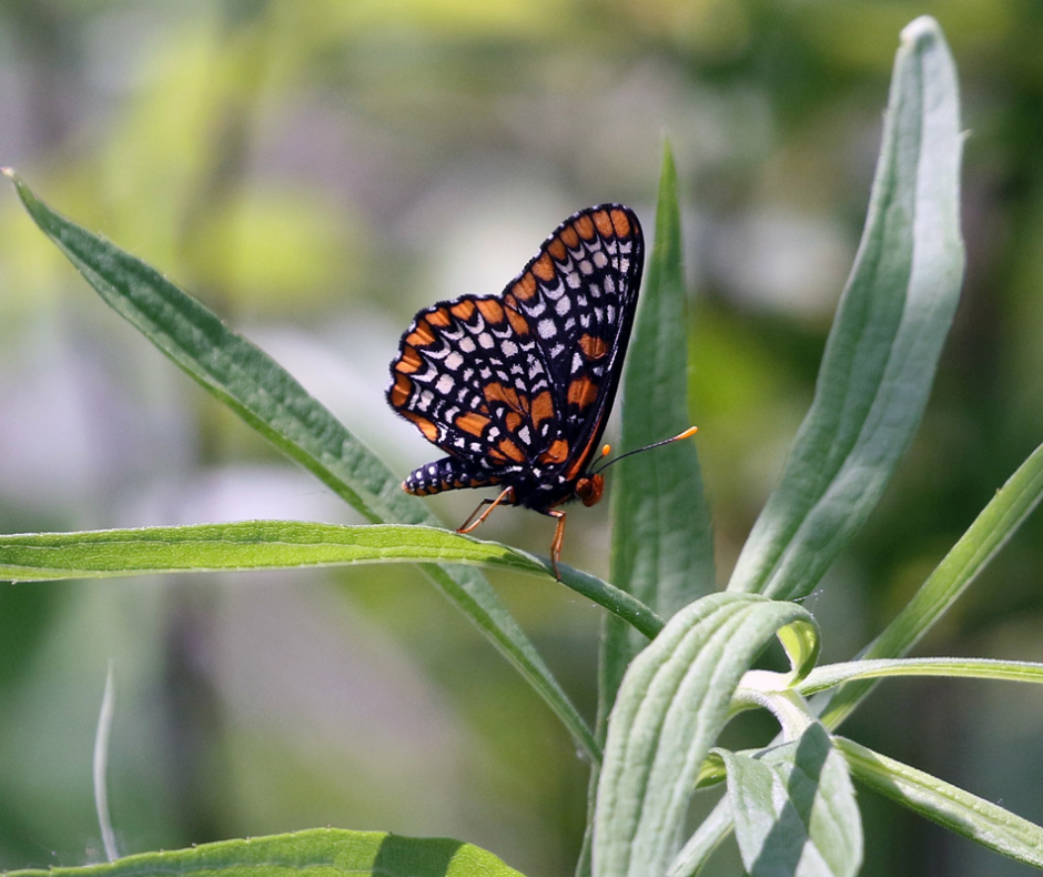 Beaver Creek’s Baltimore Checkerspots