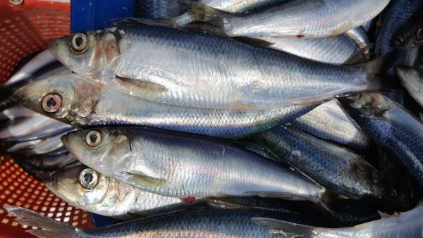 Underwater Camera Captures Herring