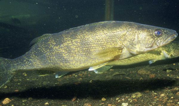 walleye underwater camera