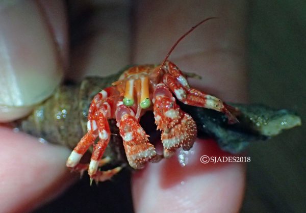 Deep-sea Biodiversity Expedition