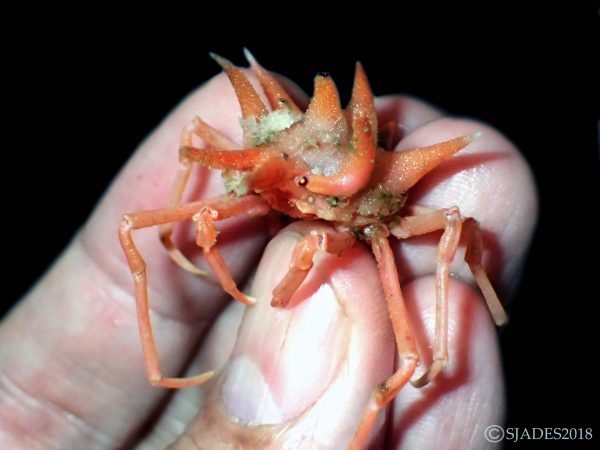 Deep-sea Biodiversity Expedition