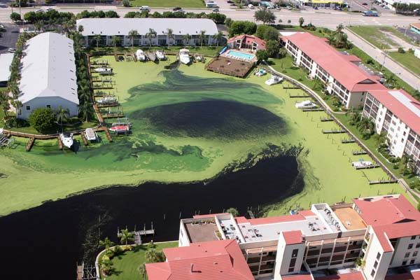 Florida’s Algal Blooms