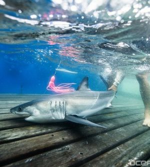 Environmental Monitor | Great White Shark Nursery Location Confirmed