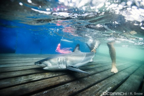 shark nursery