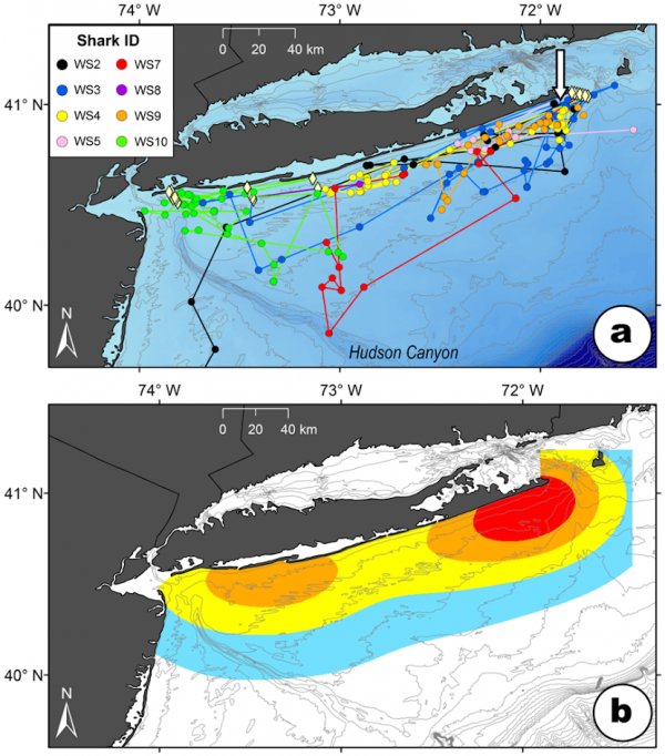 Environmental Monitor | Great White Shark Nursery Location Confirmed